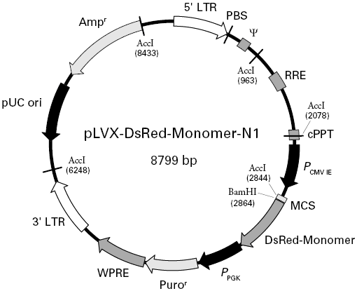 pLVX-DsRed-Monomer-N1载体图谱