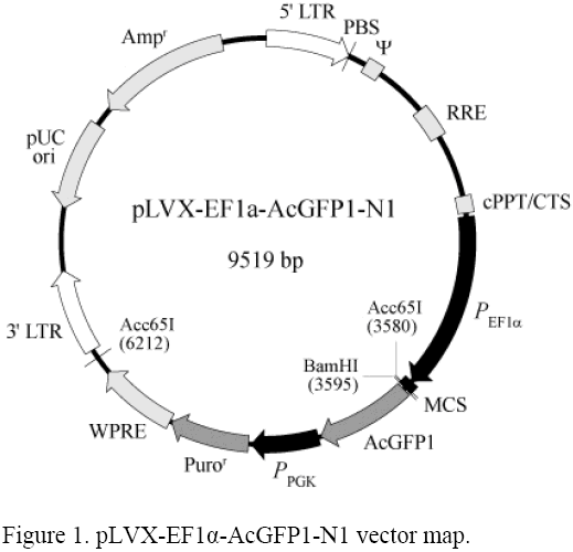 pLVX-EF1α-AcGFP1-N1载体图谱