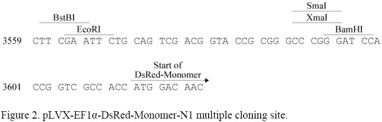 pLVX-EF1α-DsRed-Monomer-N1多克隆位点