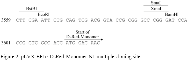 pLVX-EF1α-DsRed-Monomer-N1多克隆位點