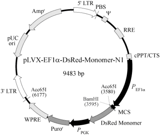 pLVX-EF1α-DsRed-Monomer-N1載體圖譜