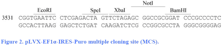 pLVX-EF1α-IRES-Puro多克隆位点