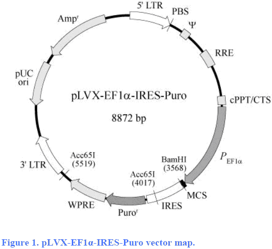 pLVX-EF1α-IRES-Puro載體圖譜