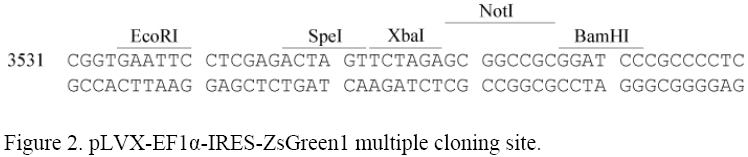 pLVX-EF1α-IRES-ZsGreen1多克隆位點(diǎn)