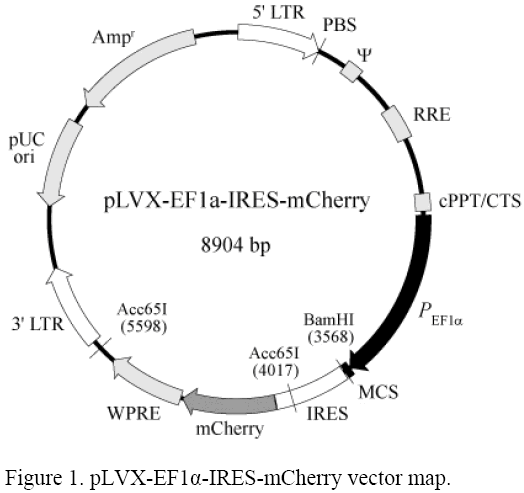 pLVX-EF1α-IRES-mCherry载体图谱