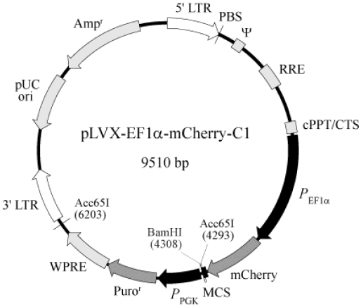 pLVX-EF1α-mCherry-C1载体图谱