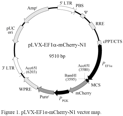 pLVX-EF1α-mCherry-N1载体图谱