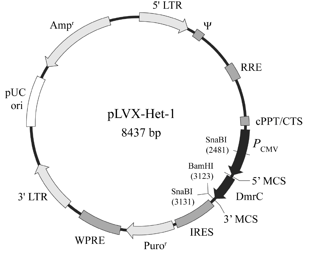 pLVX-Het-1载体图谱