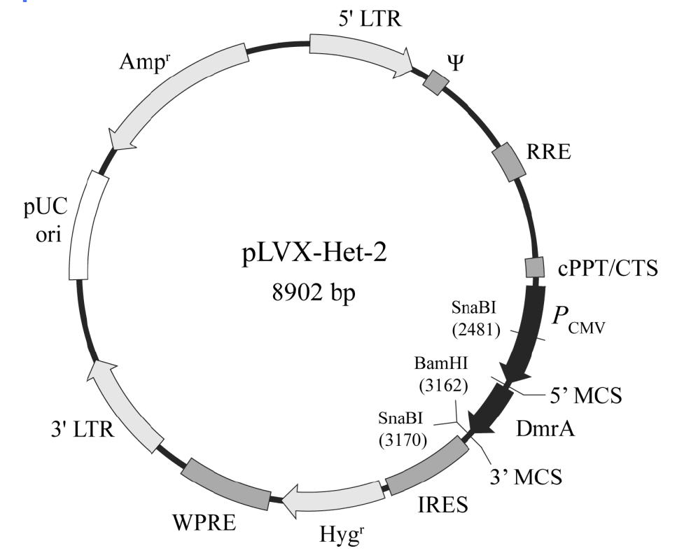 pLVX-Het-2载体图谱