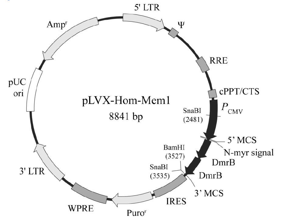 pLVX-Hom-Mem1載體圖譜