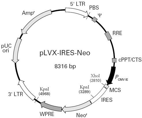 pLVX-IRES-Neo载体图谱