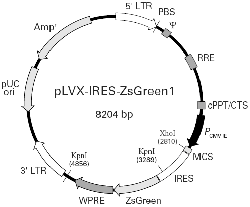 pLVX-IRES-ZsGreen1载体图谱