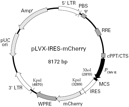 pLVX-IRES-mCherry载体图谱