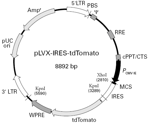 pLVX-IRES-tdTomato載體圖譜