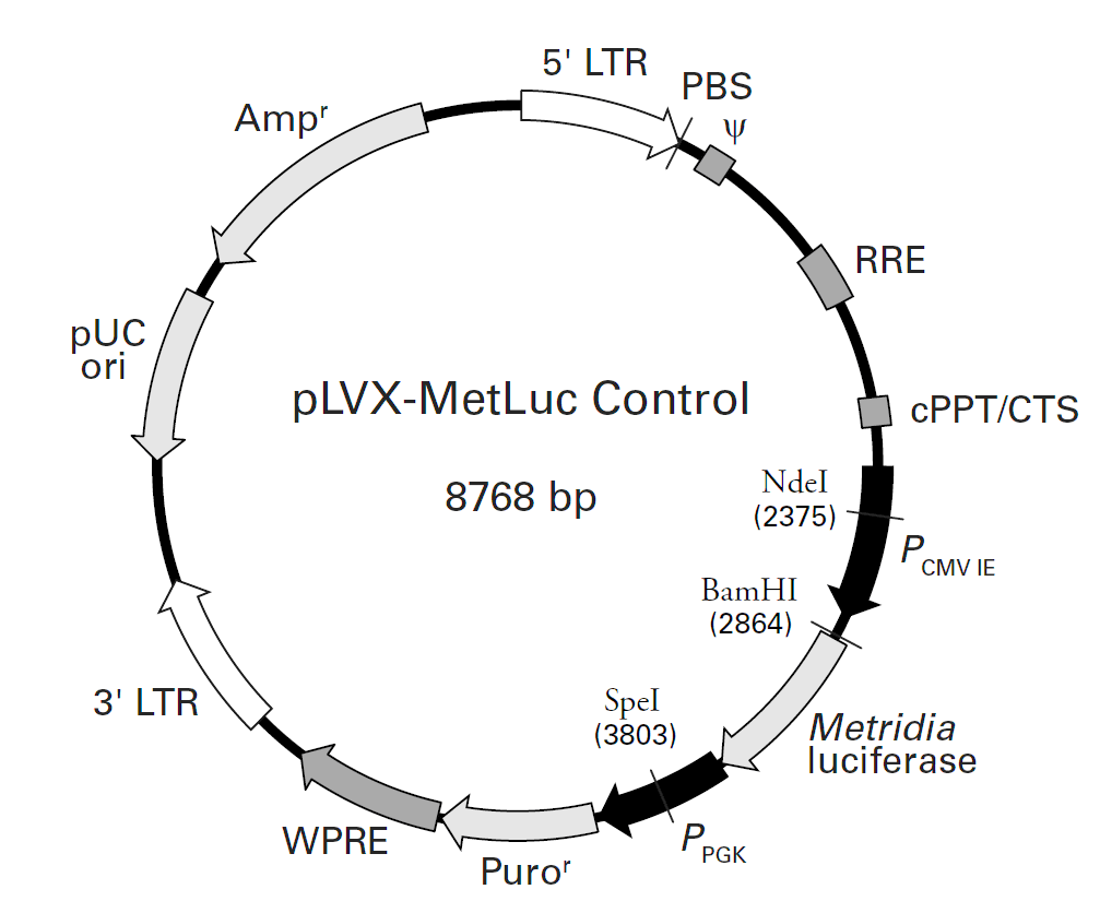 pLVX-MetLuc Control载体图谱