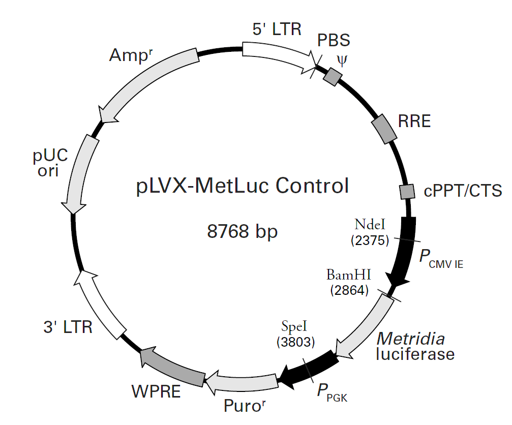 pLVX-MetLuc Control載體圖譜