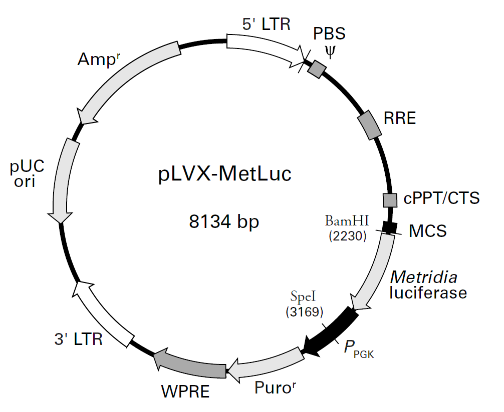 pLVX-MetLuc载体图谱