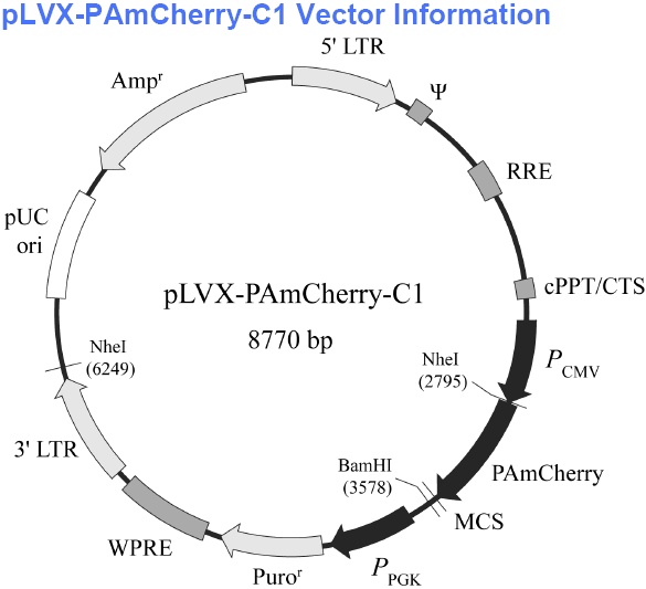 pLVX-PAmCherry-C1载体图谱