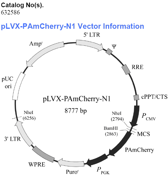 pLVX-PAmCherry-N1载体图谱