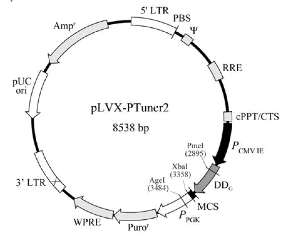 pLVX-PTuner2载体图谱