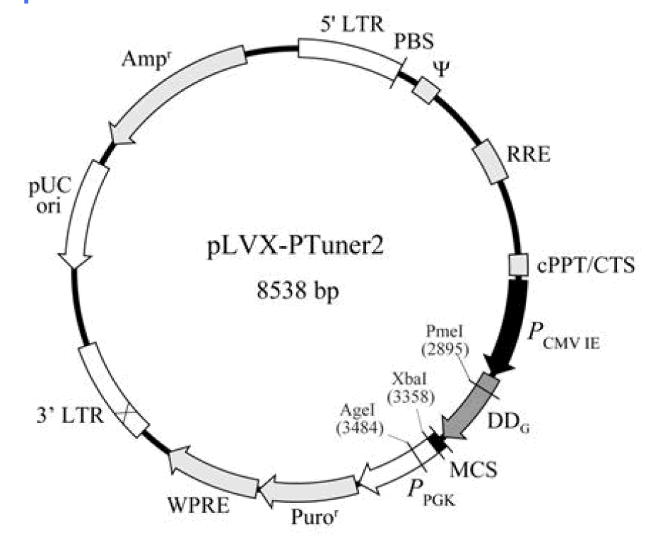 pLVX-PTuner2載體圖譜