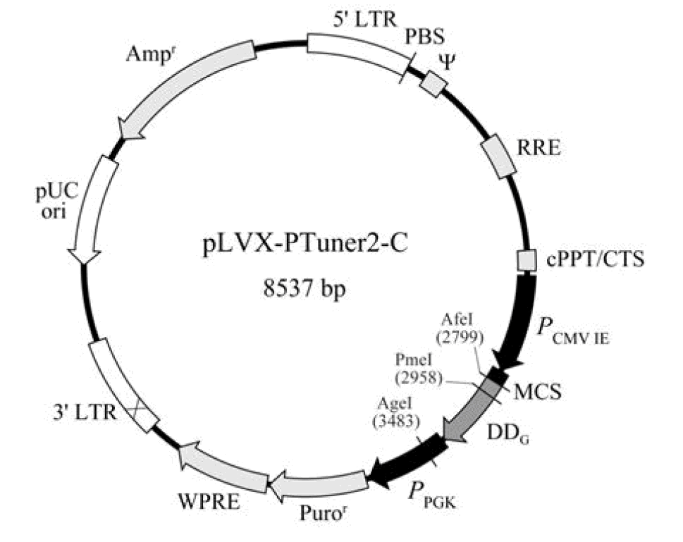 pLVX-PTuner2-C载体图谱
