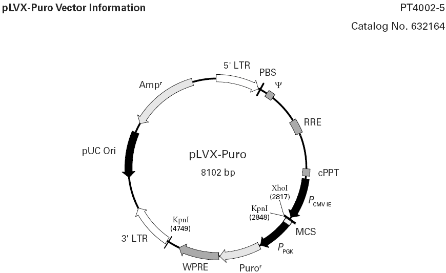 pLVX-Puro载体图谱