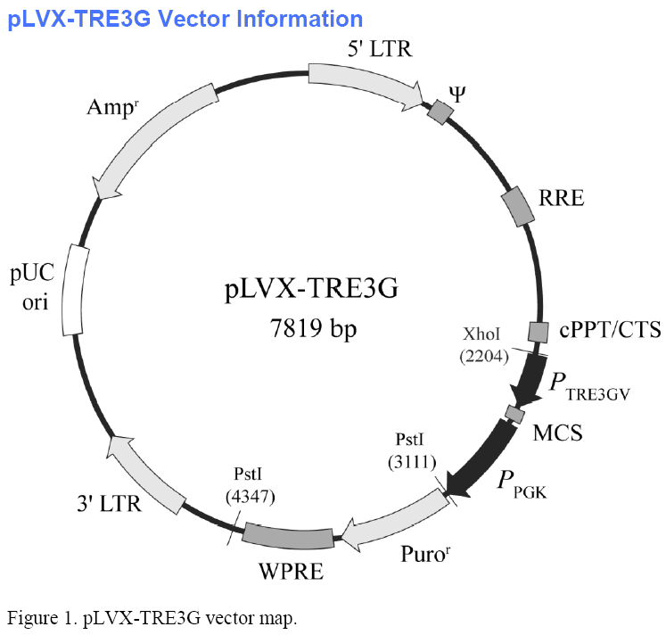 pLVX-TRE3G载体图谱