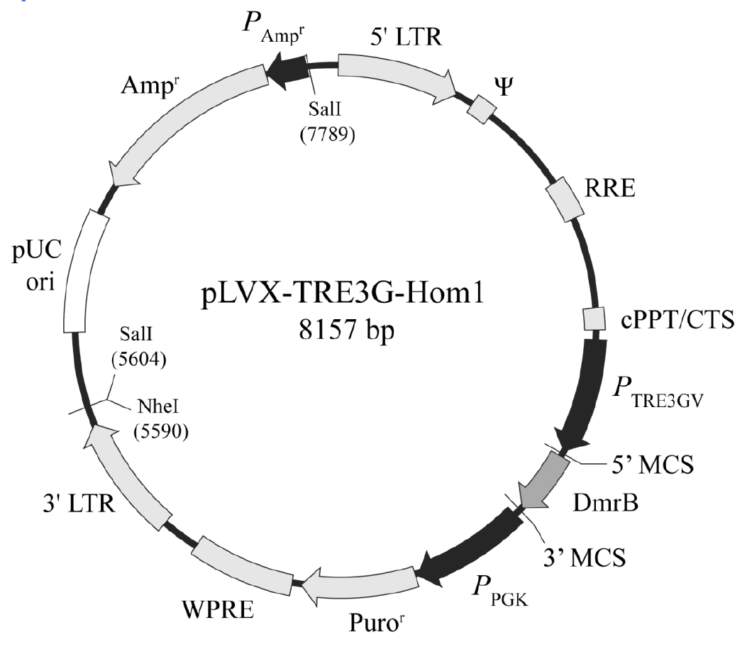 pLVX-TRE3G-Hom1载体图谱