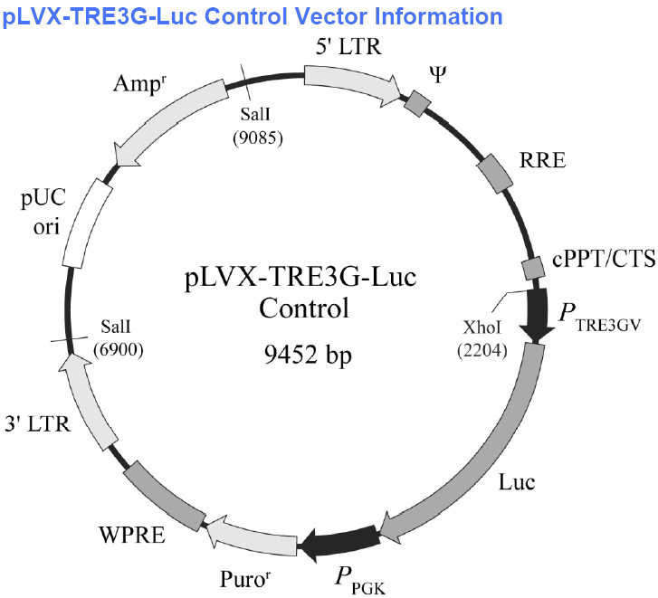 pLVX-TRE3G-Luc Control载体图谱