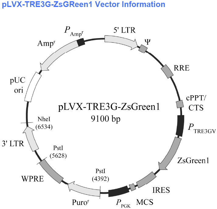 pLVX-TRE3G-ZsGreen1载体图谱