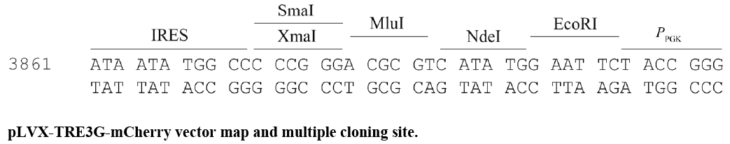 pLVX-TRE3G-mCherry多克隆位点