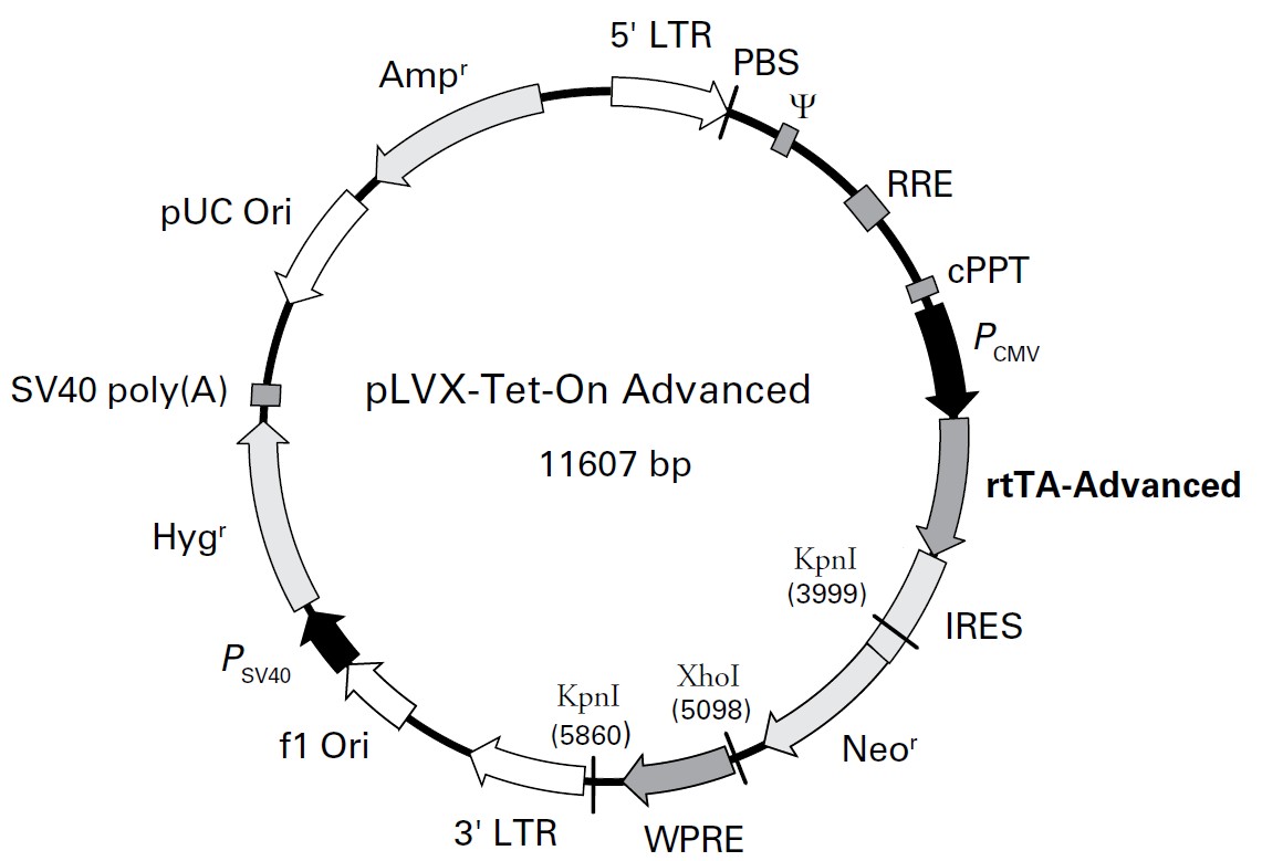 pLVX-Tet-On-Advanced载体图谱