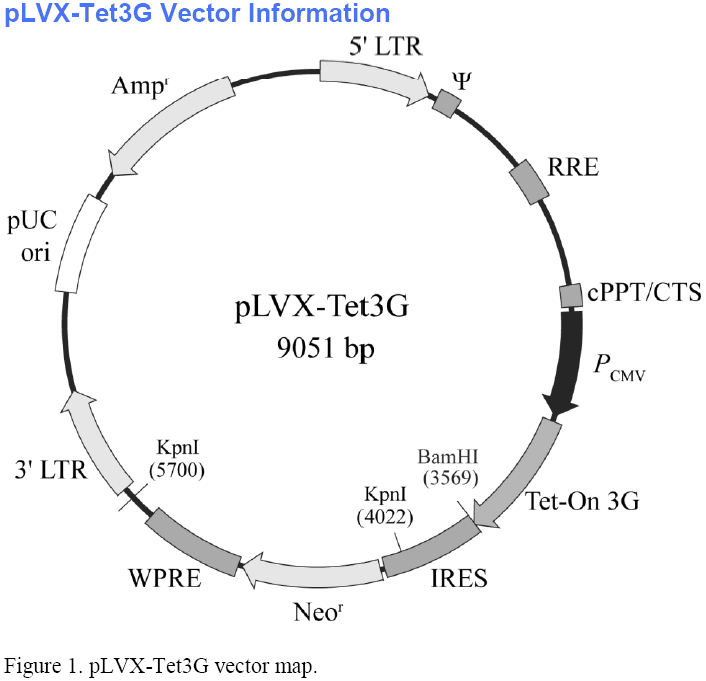 pLVX-Tet3G载体图谱
