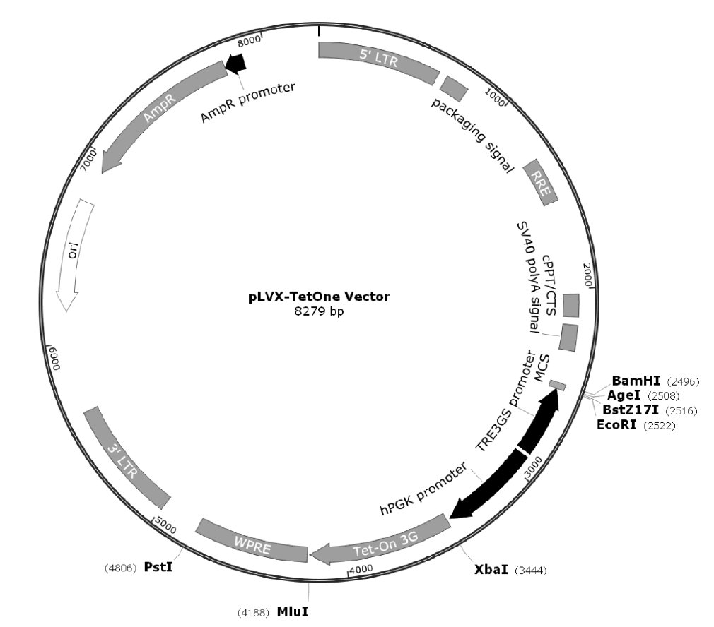 pLVX-TetOne载体图谱