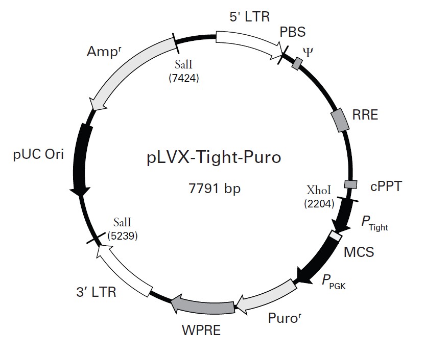 pLVX-Tight-Puro载体图谱