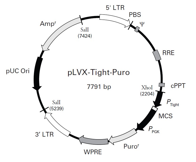 pLVX-Tight-Puro載體圖譜