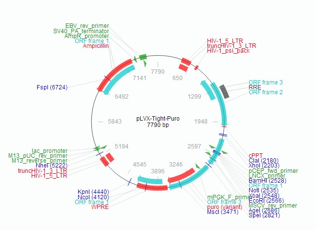 pLVX-Tight-Puro载体图谱2