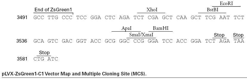 pLVX-ZsGreen1-C1多克隆位点