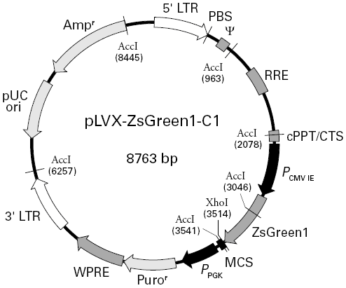 pLVX-ZsGreen1-C1载体图谱
