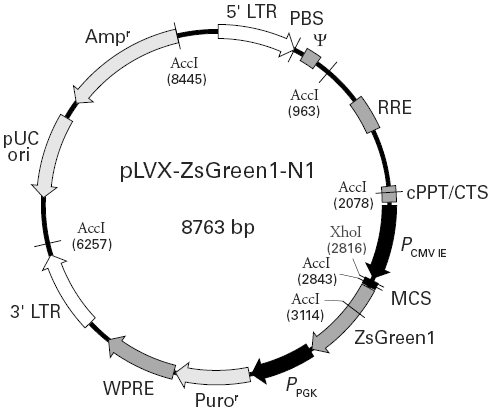 pLVX-ZsGreen1-N1载体图谱