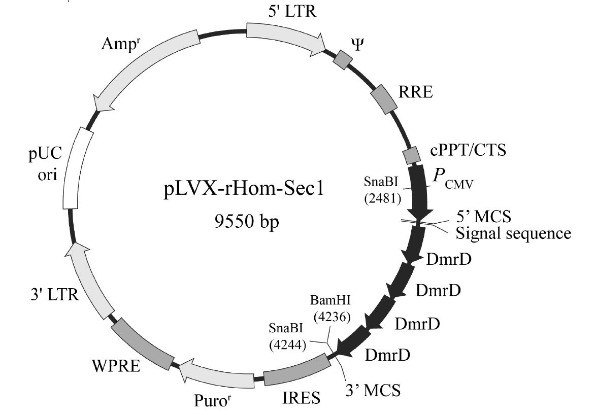 pLVX-rHom-Sec1載體圖譜
