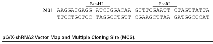 pLVX-shRNA2多克隆位点