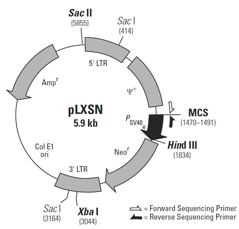 pLXSN载体图谱
