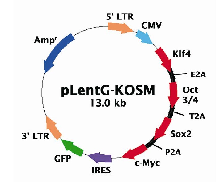 pLentG-KOSM載體圖譜