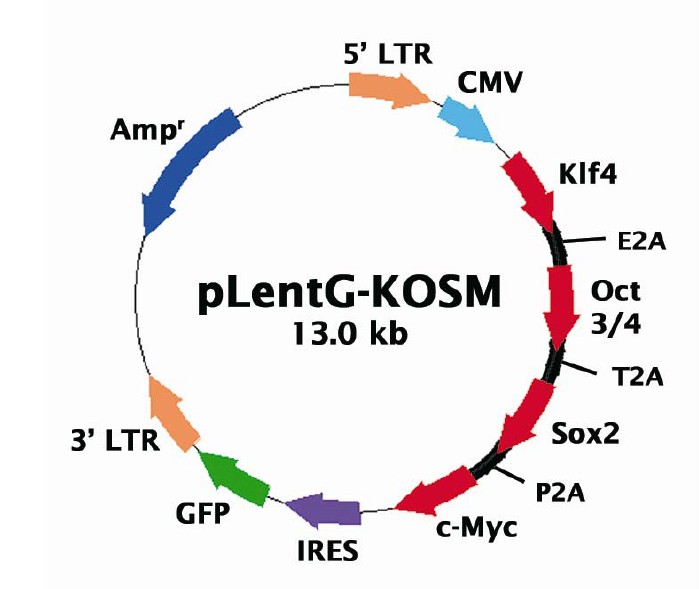 pLentG-KOSM载体图谱