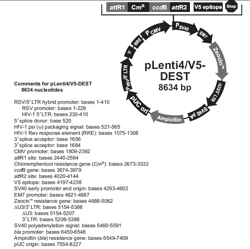 pLenti4/V5-Dest載體圖譜