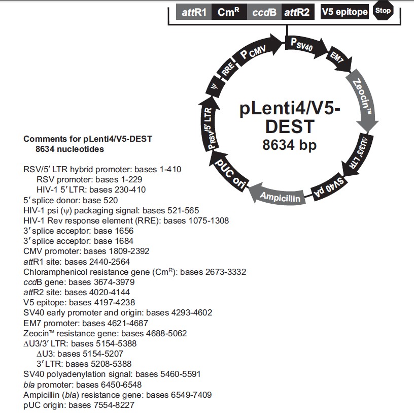 pLenti4/V5-Dest载体图谱