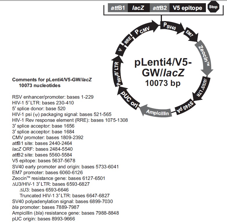 pLenti4/V5-GW/LacZ載體圖譜
