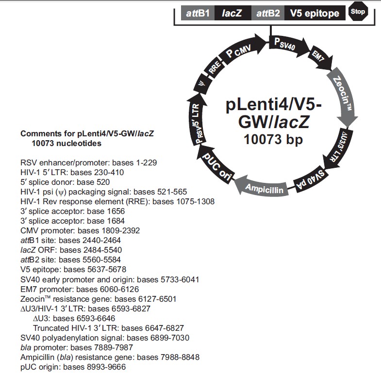 pLenti4/V5-GW/LacZ载体图谱